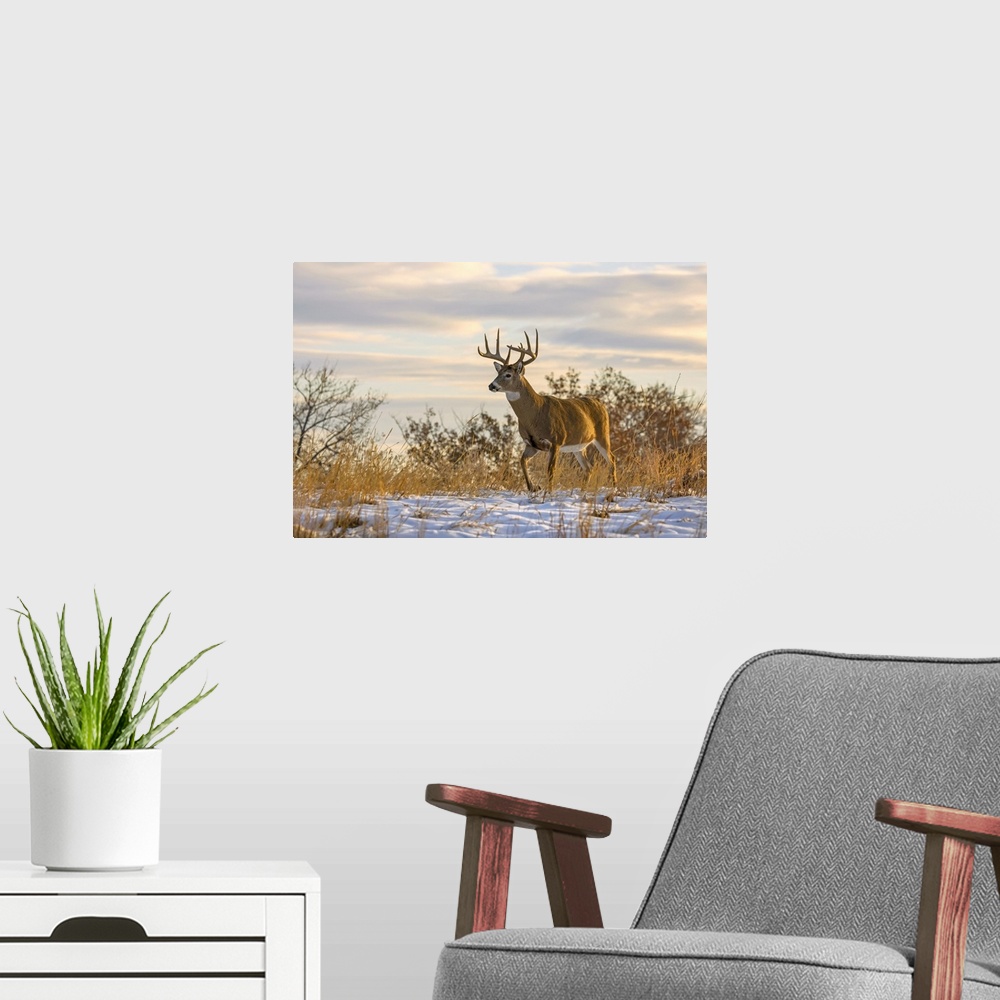 A modern room featuring White-tailed deer buck (Odocoileus virginianus) walking through a field with a covering of snow; ...