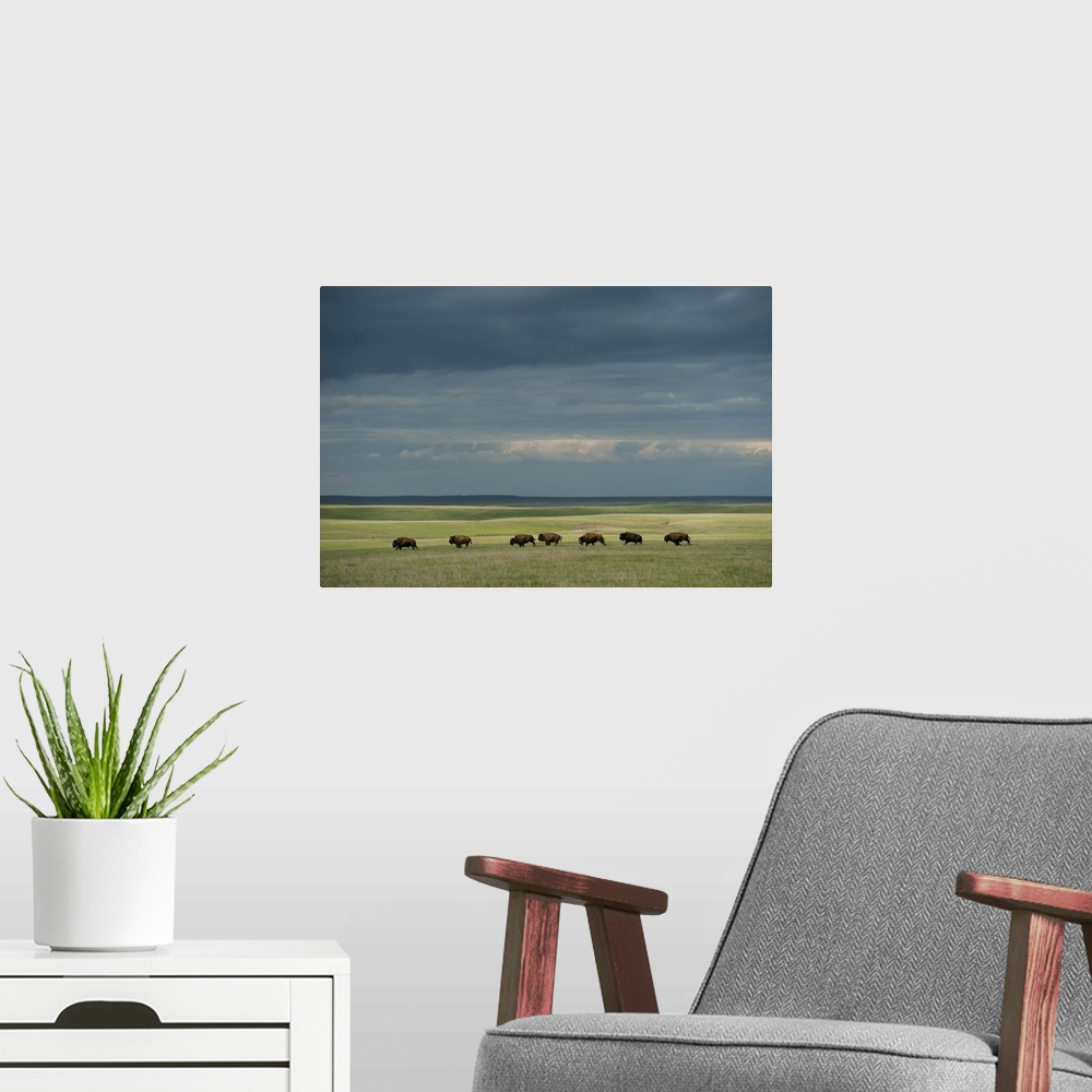 A modern room featuring Wild American bison (bison bison) roam on a ranch in south Dakota, united states of America.