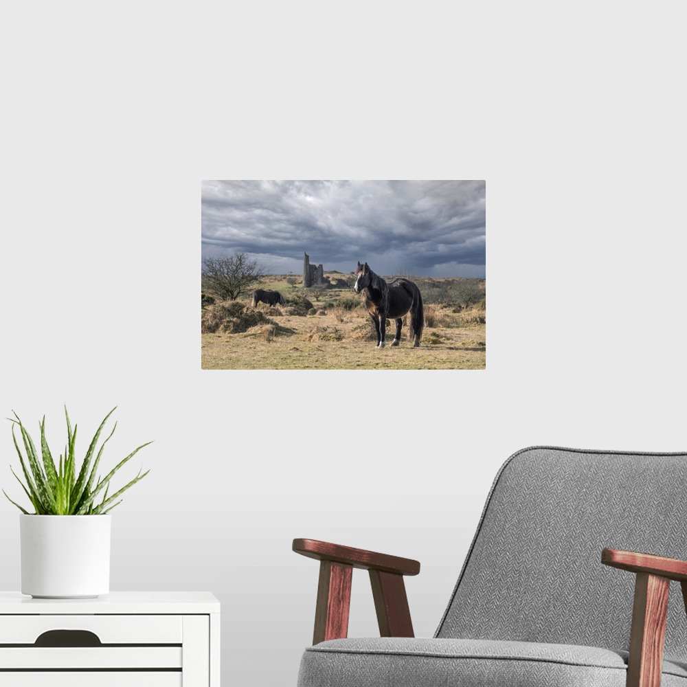 A modern room featuring Wild Bodmin Ponies grazing and roaming with the remains of Craddock Engine House in the backgroun...