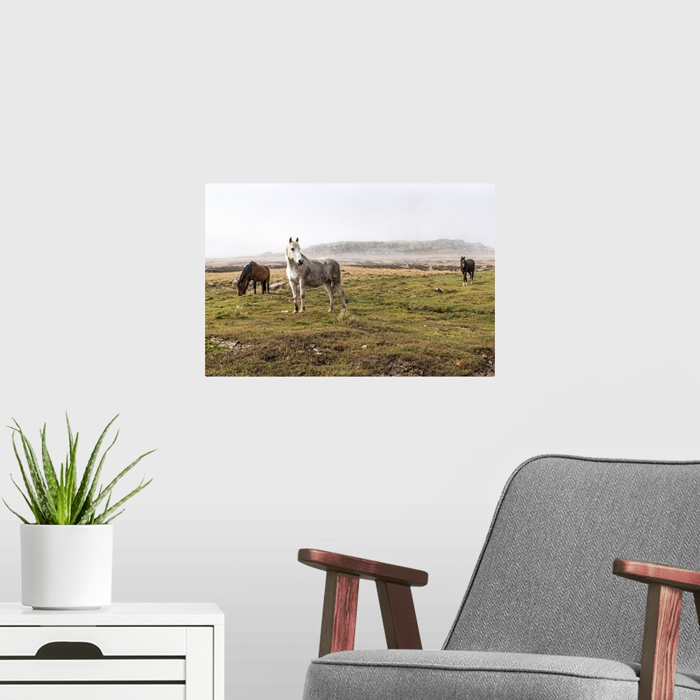 A modern room featuring Wild horses standing in a foggy field.