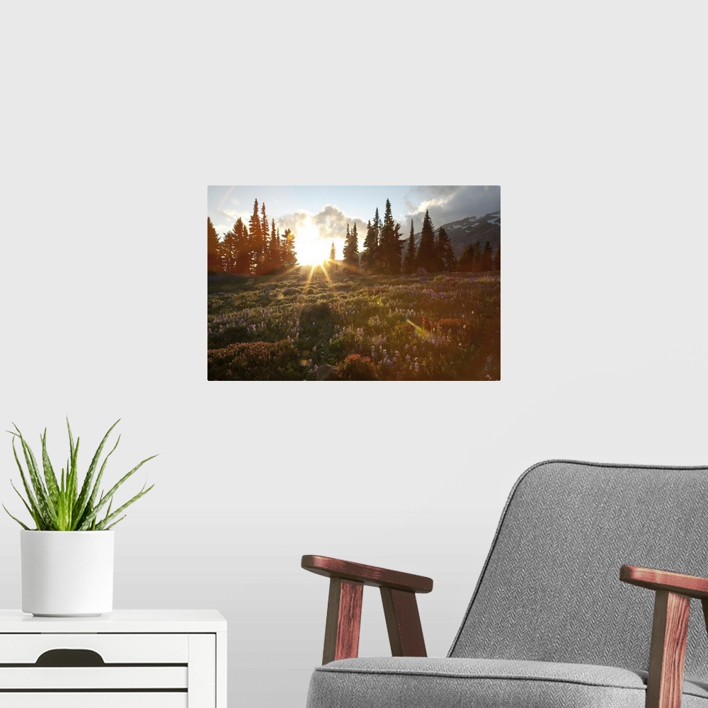 A modern room featuring Wildflowers cover a landscape on Mount Rainier as the sun sets behind evergreen trees. Mount Rain...