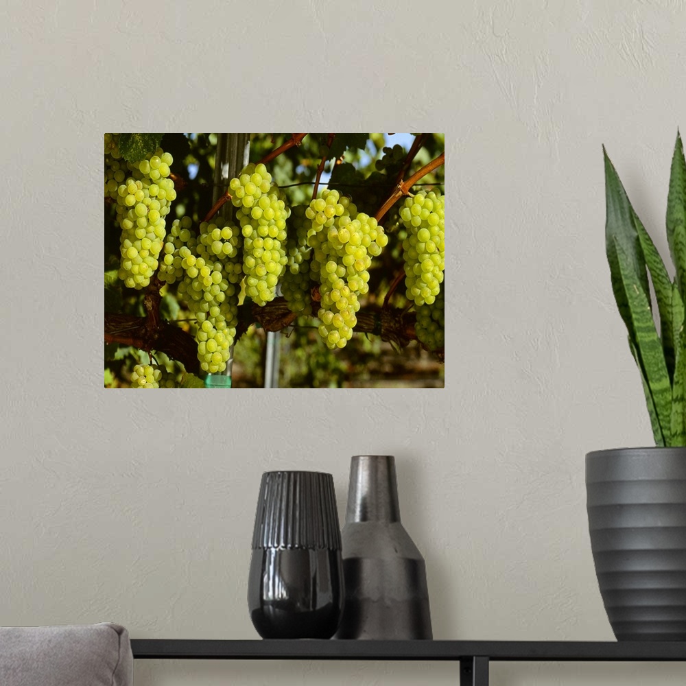 A modern room featuring Wine Grapes, Chardonnay clusters, Sonoma County, California