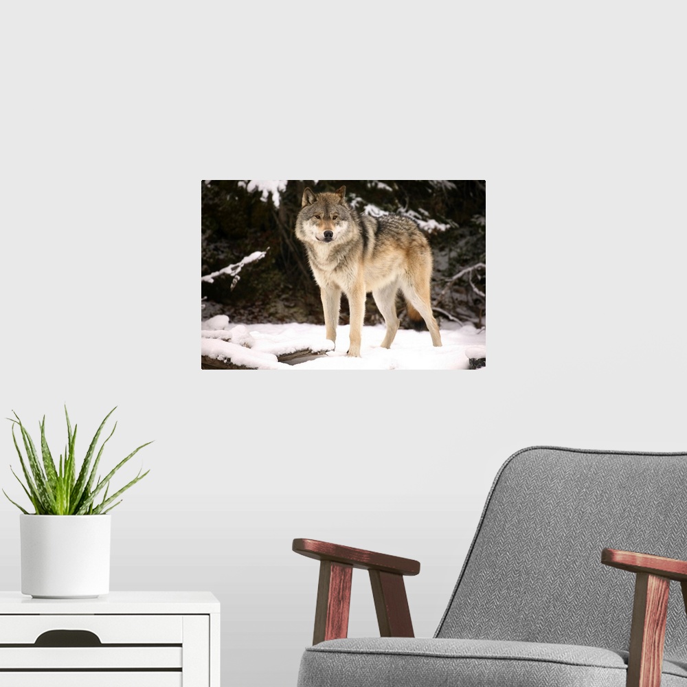 A modern room featuring Wolf