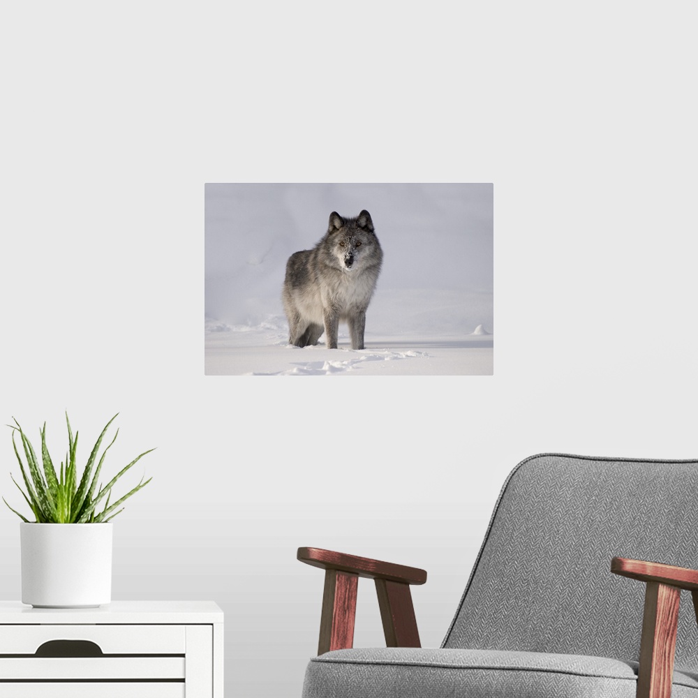 A modern room featuring Wolf In The Snow