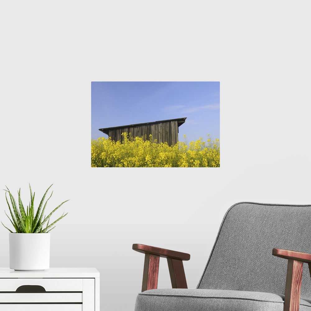 A modern room featuring Wooden Hut in Canola Field, Roellbach, Bavaria, Germany