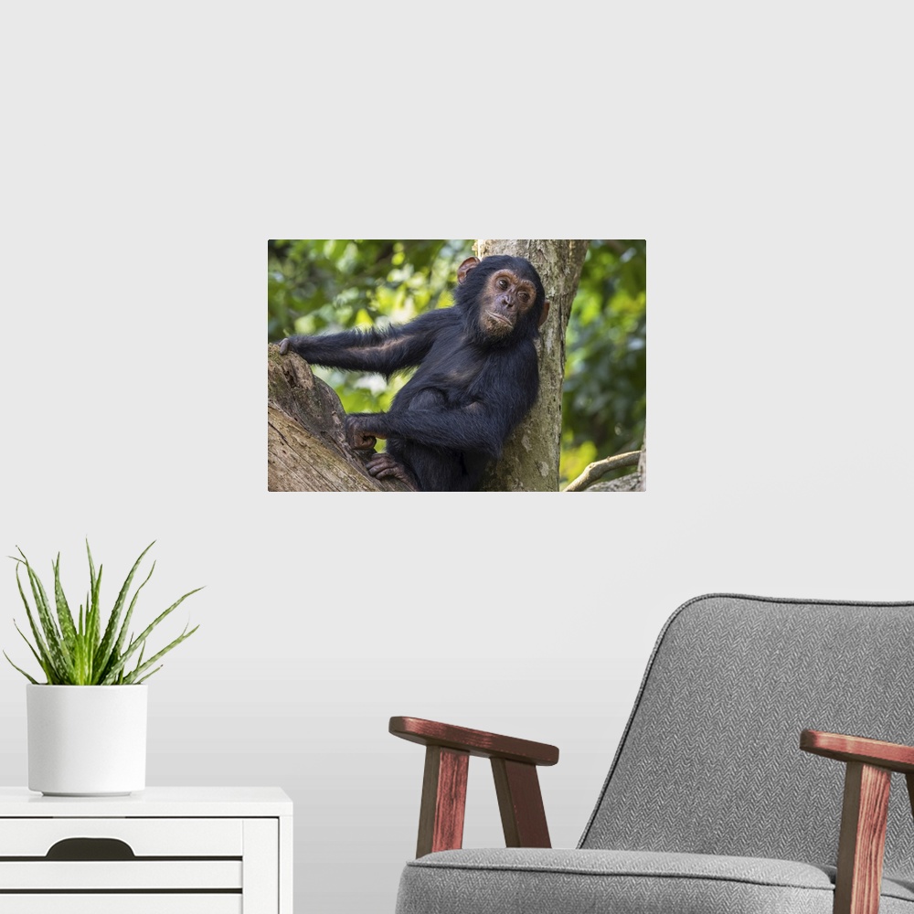 A modern room featuring Young chimpanzee (pan troglodytes) resting in a tree in Mahale mountains national park on the sho...