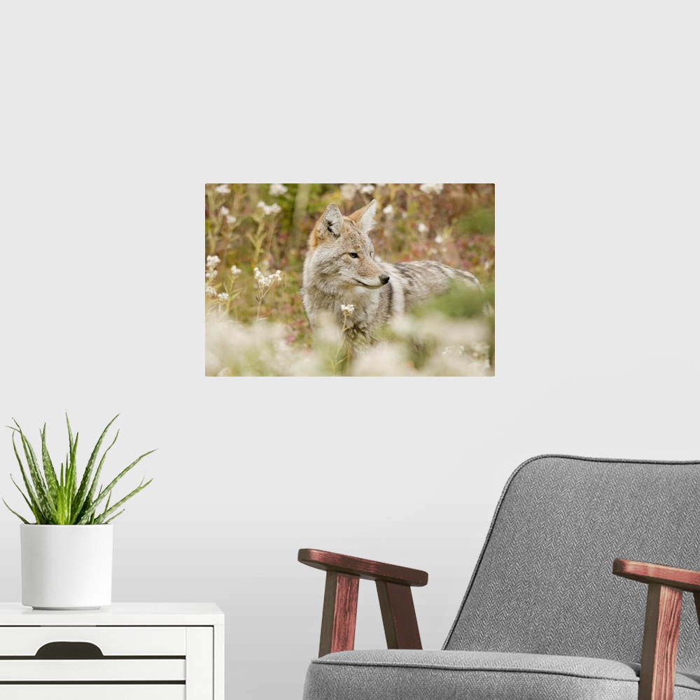 A modern room featuring Young Coyote In A Forest; Alberta, Canada