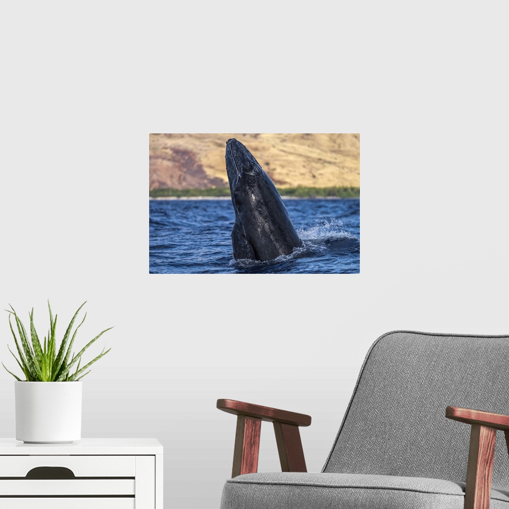 A modern room featuring Young Humpback whale (Megaptera novaeangliae) head lunge; Lahaina, Maui, Hawaii, United States of...