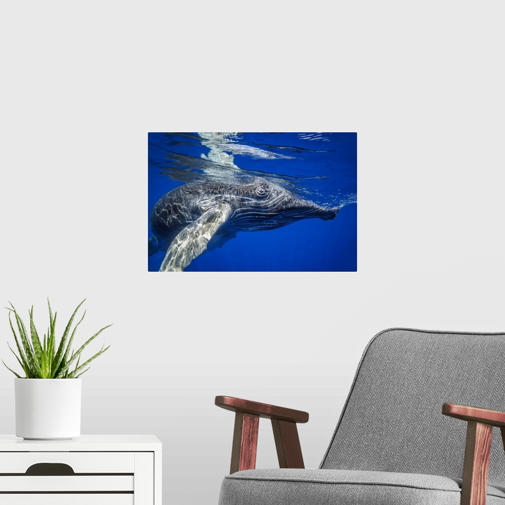 A modern room featuring Young humpback whale (megaptera novaeangliae) underwater. Hawaii, united states of America.