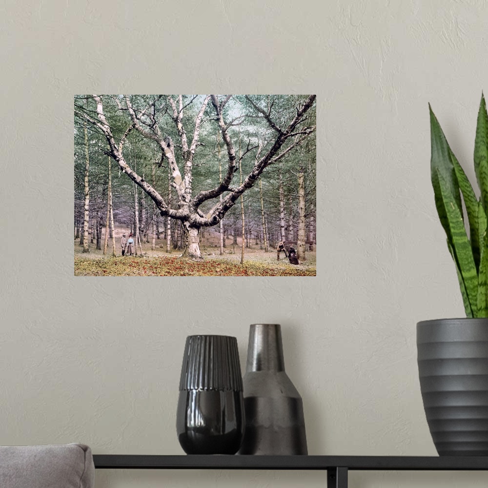 A modern room featuring The Wizard Tree Cathedral Woods Intervale New Hampshire Vintage Photograph