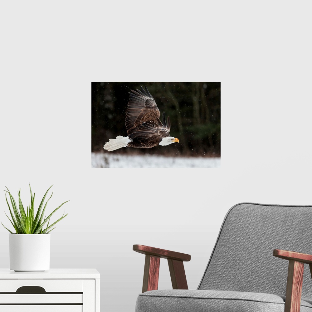 A modern room featuring Action photograph of an eagle with its full wing span flying in the snow.