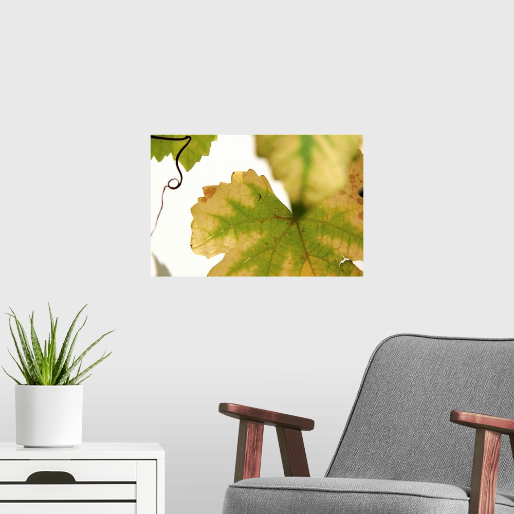A modern room featuring Nature Shapes IV
