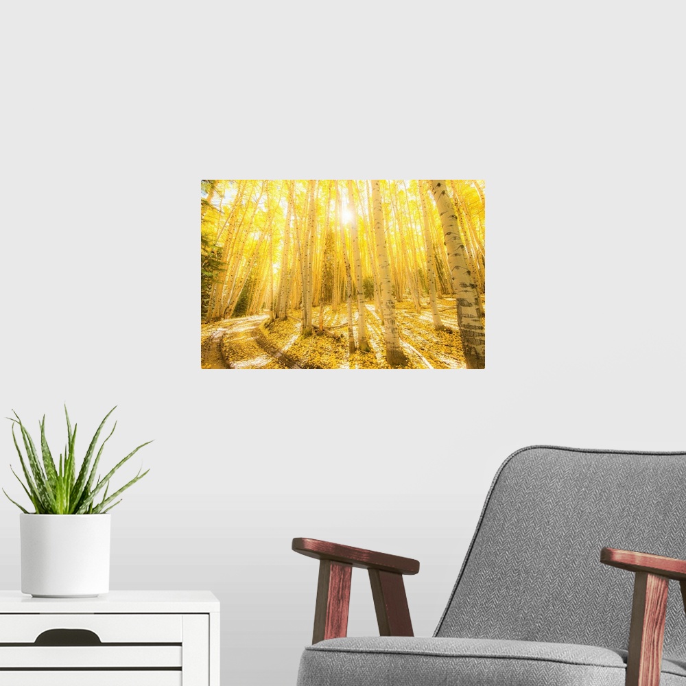 A modern room featuring Landscape photograph of bright yellow birch trees in the woods with the sun shining through.