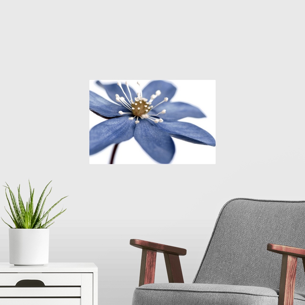 A modern room featuring Blue Flower on White 2