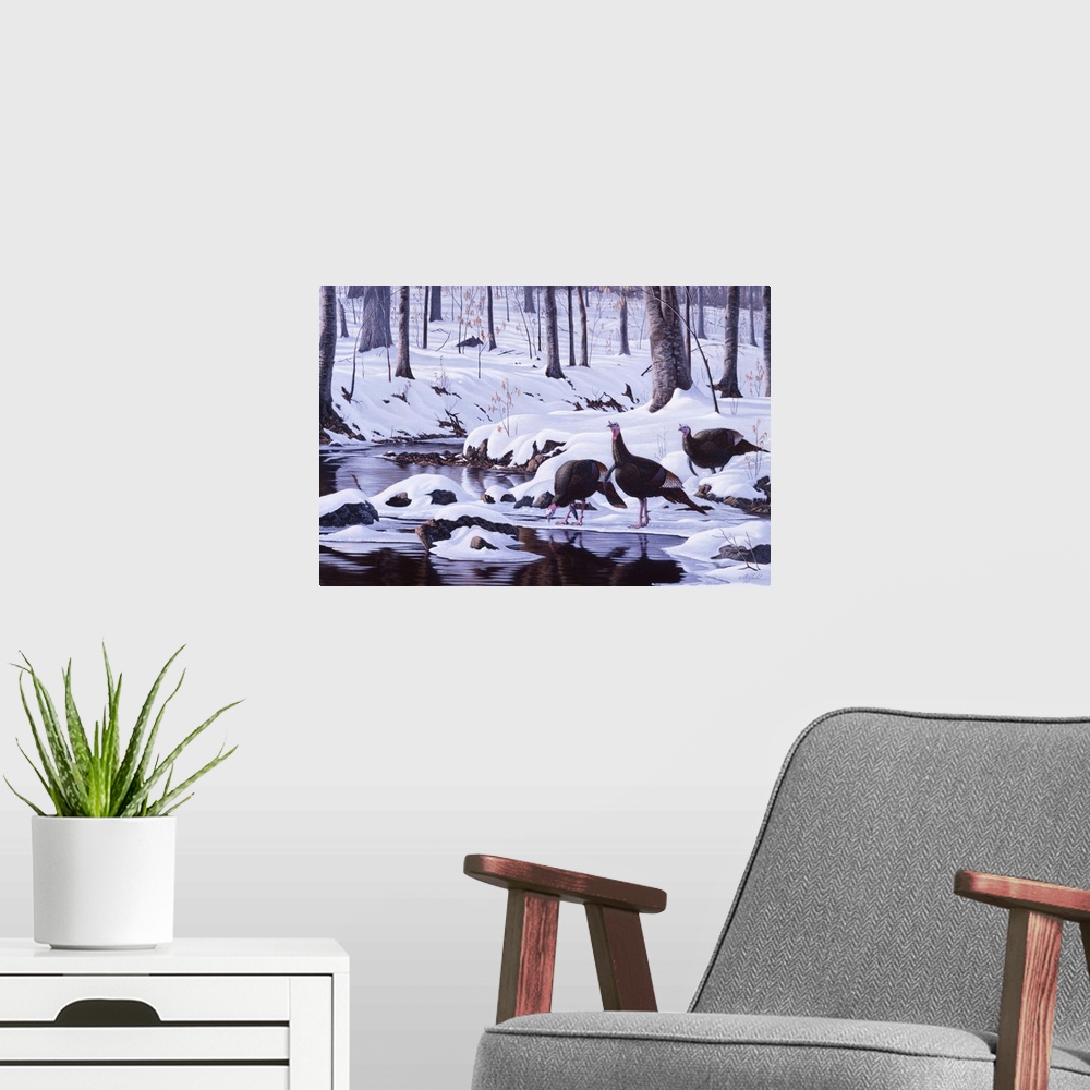 A modern room featuring Wild turkeys drinking at a forest stream after a heavy snowfall.