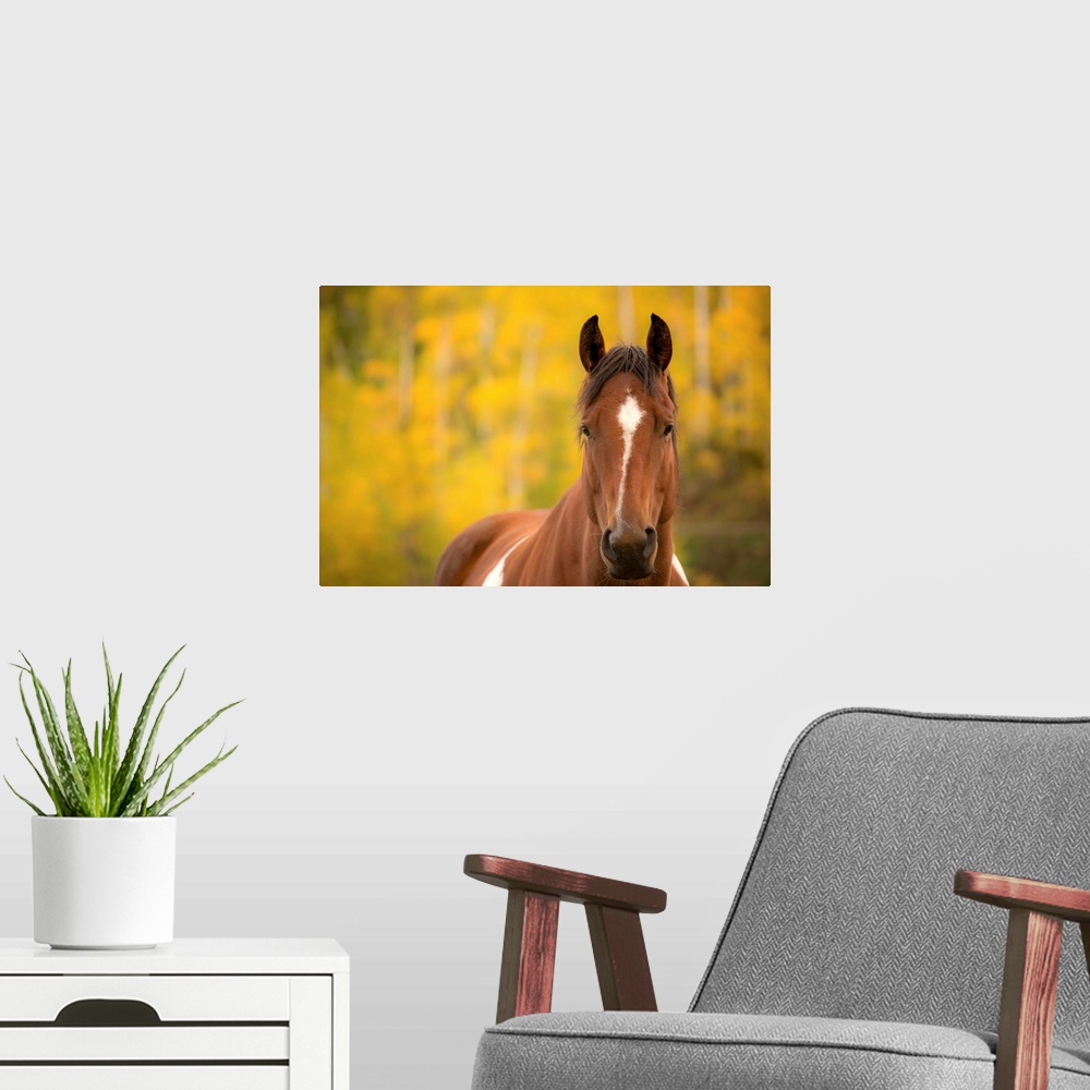 A modern room featuring Wildlife portrait of a brown horse with white markings with a yellow and green Autumn background.