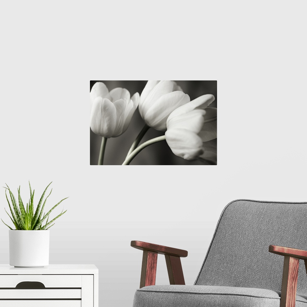 A modern room featuring Row Of Bw Tulips