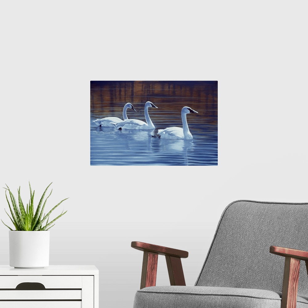 A modern room featuring Three trumpeter swans swimming through the water.