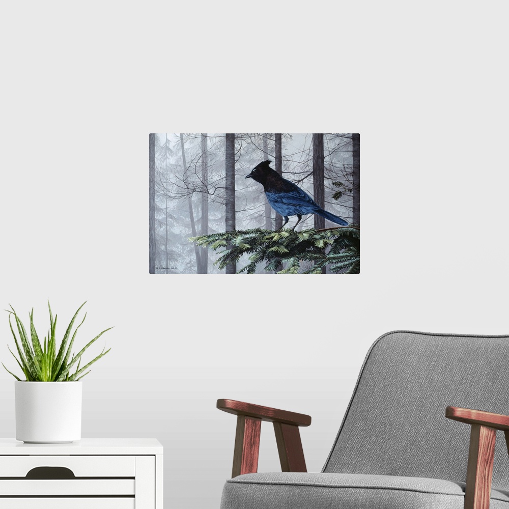 A modern room featuring A stellers jay perched on a limb.