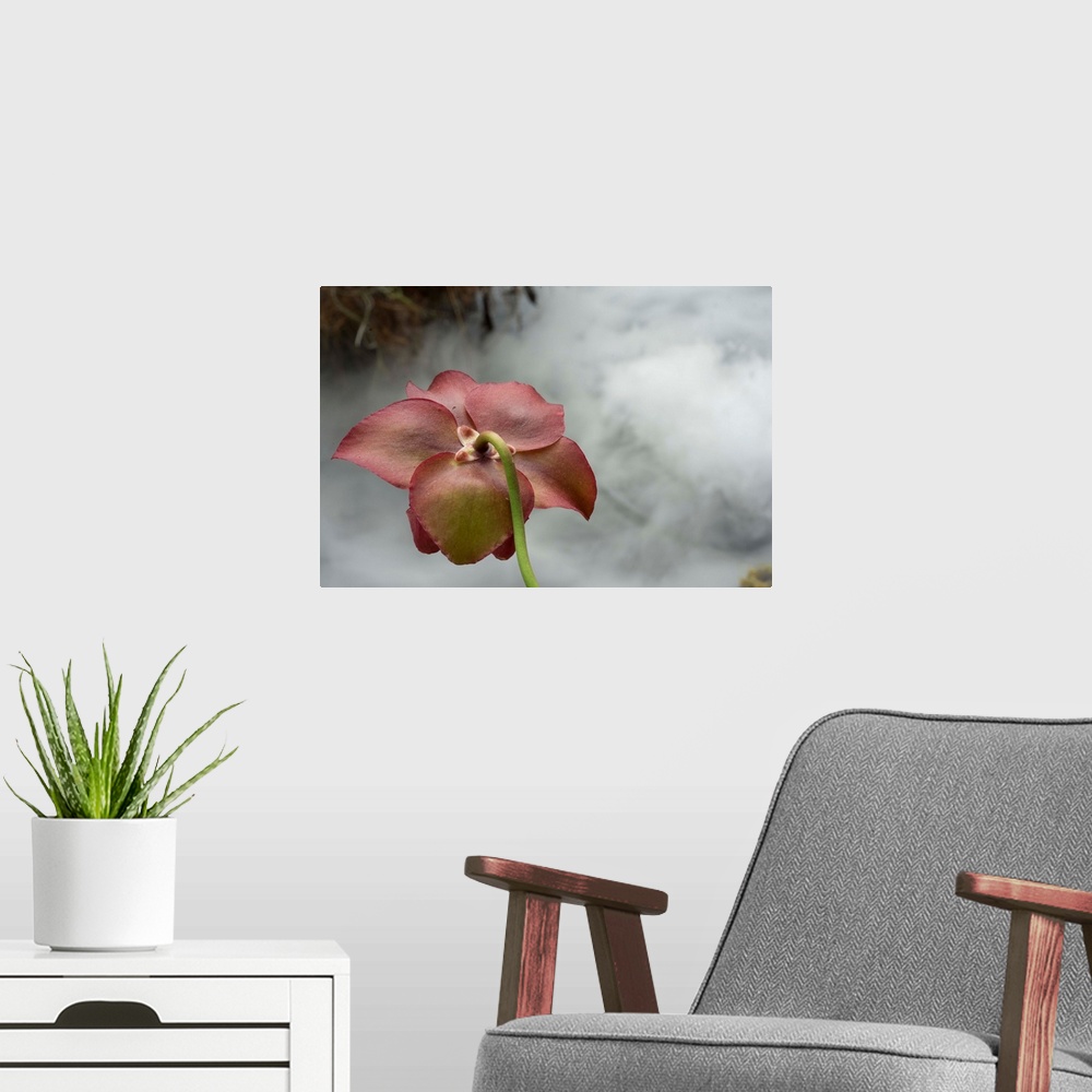 A modern room featuring Macro photograph that capture the calm ambience of a flower in the carnivorous plant section in t...