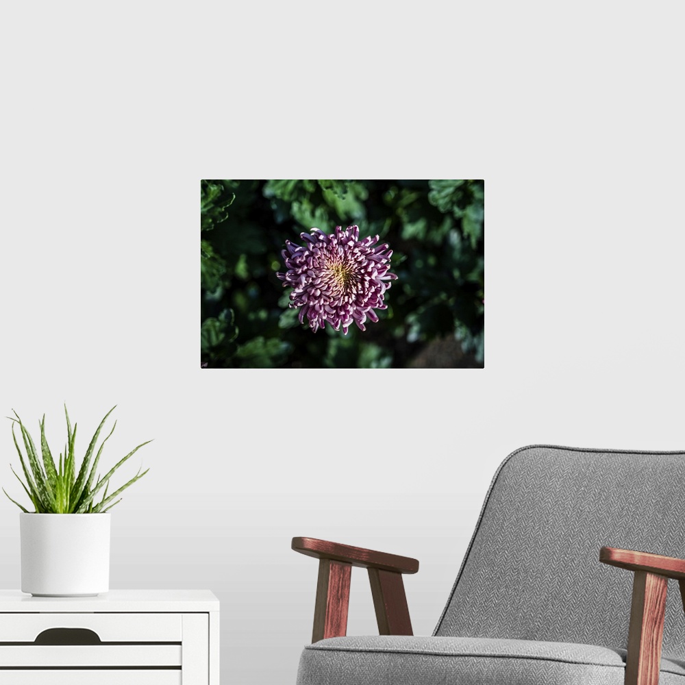 A modern room featuring Purple Aster