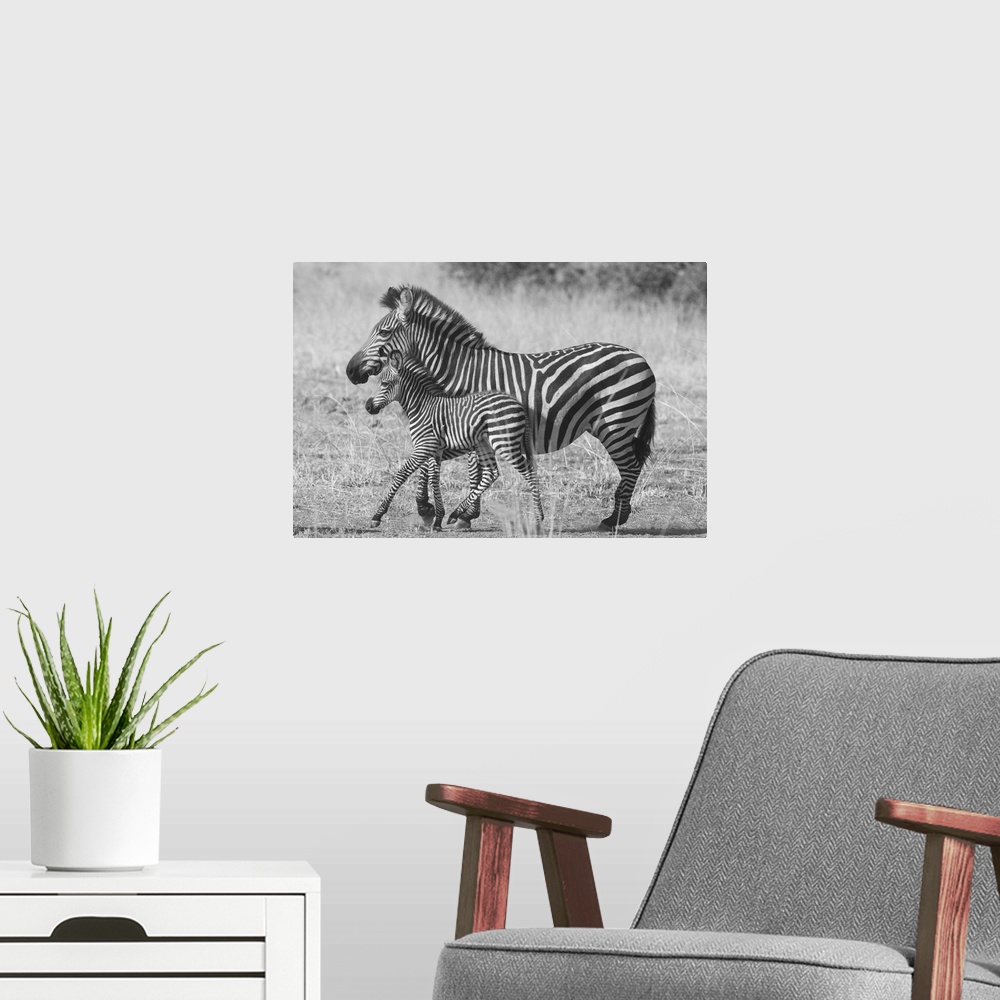 A modern room featuring Black and white photograph of a mother and baby zebra walking side by side.