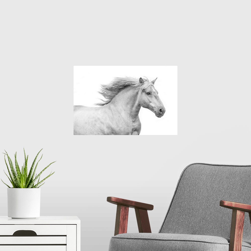A modern room featuring Medium shot photograph of a white stallion with a flowing mane against a white background.