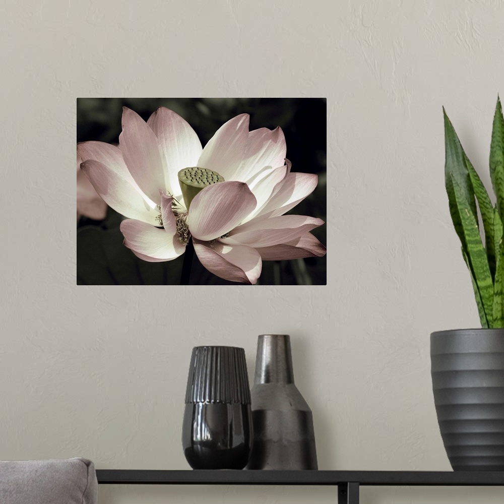 A modern room featuring Close-up photograph of a lotus flower with muted pink, green, and white hues.