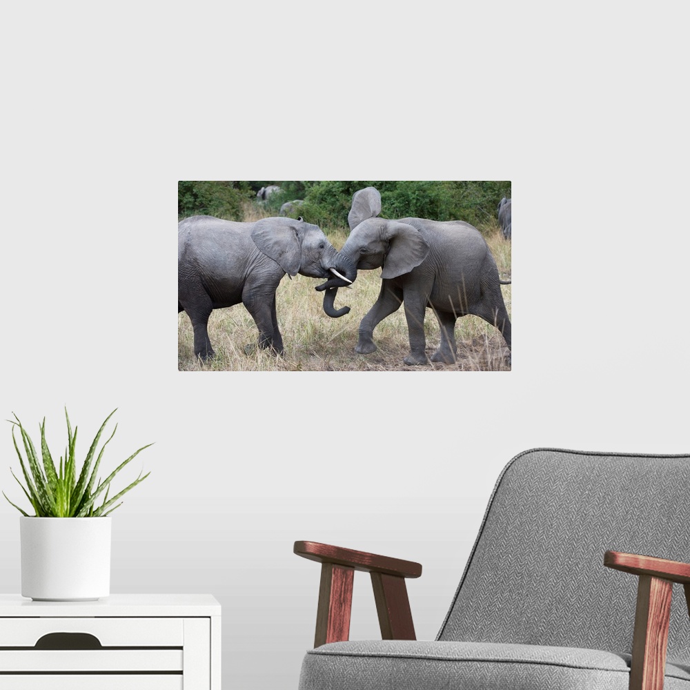 A modern room featuring Photograph of two elephants playing with their heads close together.