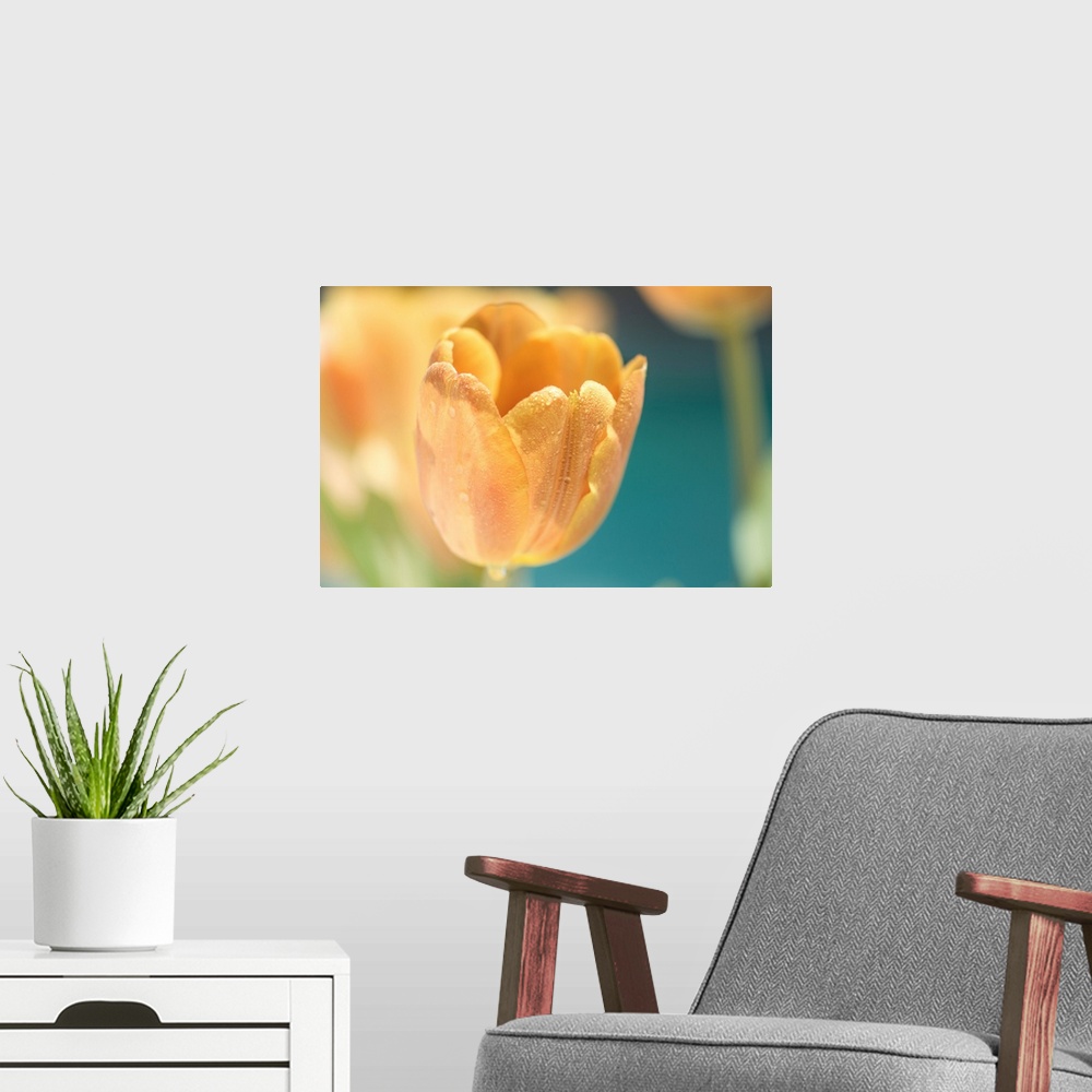 A modern room featuring A photo of a golden yellow colored tulip with more flowers out of focus in the background.