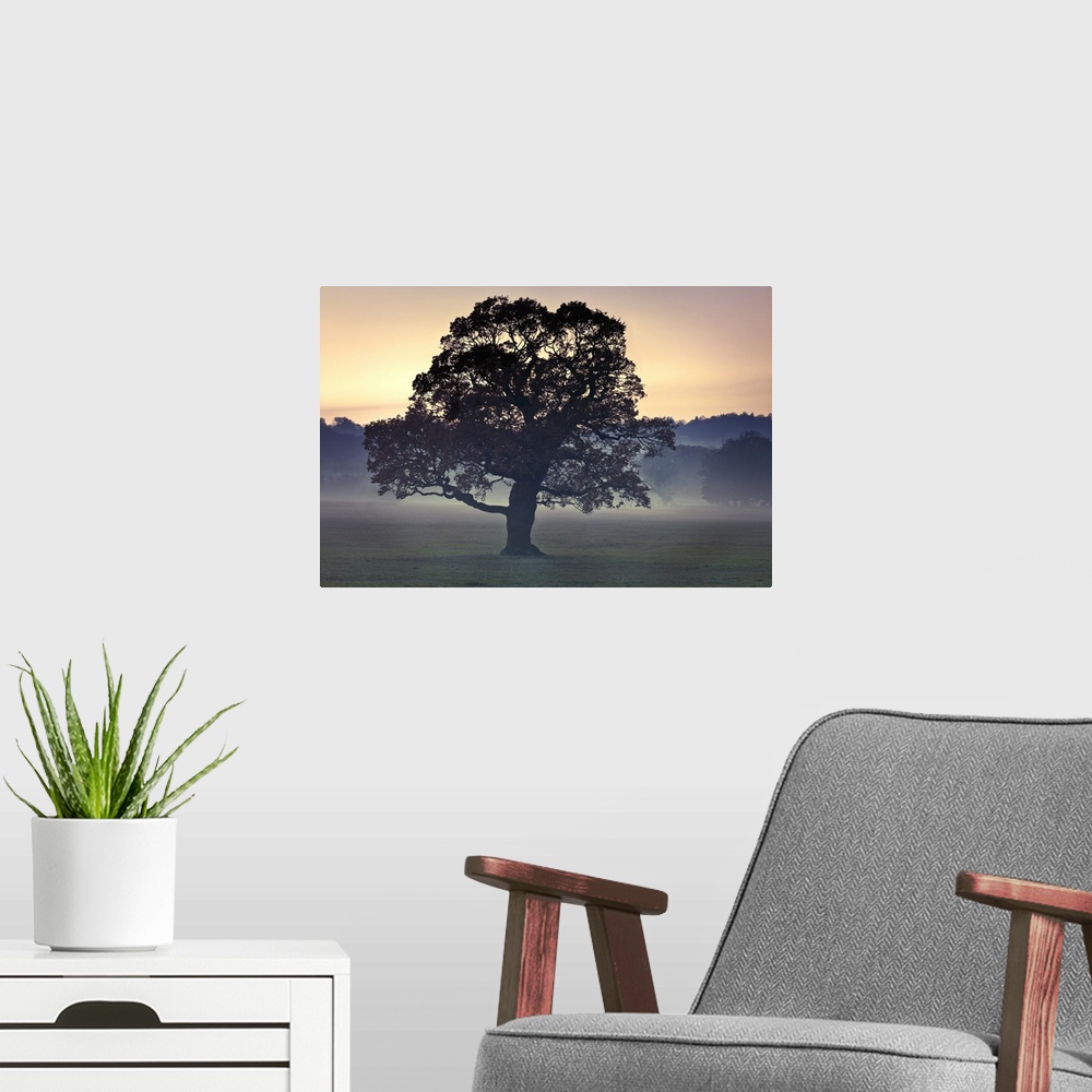 A modern room featuring Photograph of a large tree in a field as the evening mist appears with a line of trees in the bac...
