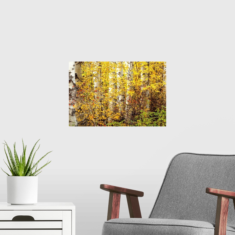 A modern room featuring Photograph of a bush of red berries among golden leaved trees in a forest.