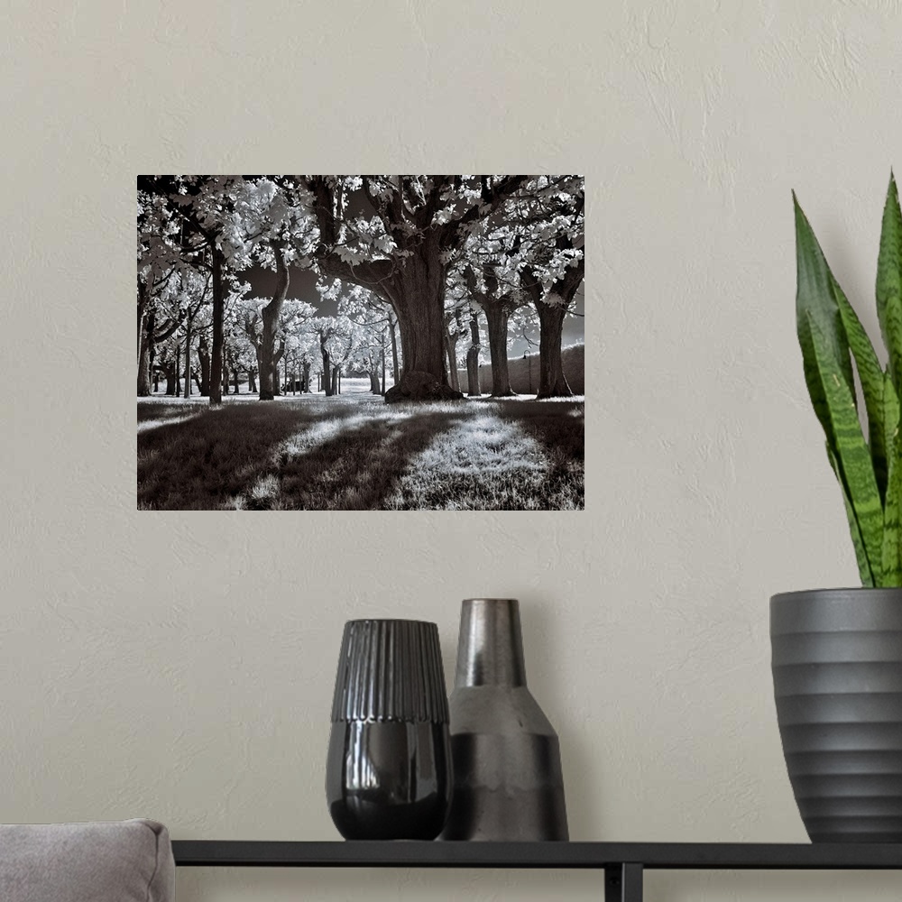 A modern room featuring A black and white infrared image of rows of trees in a park shot in a low angle from below.