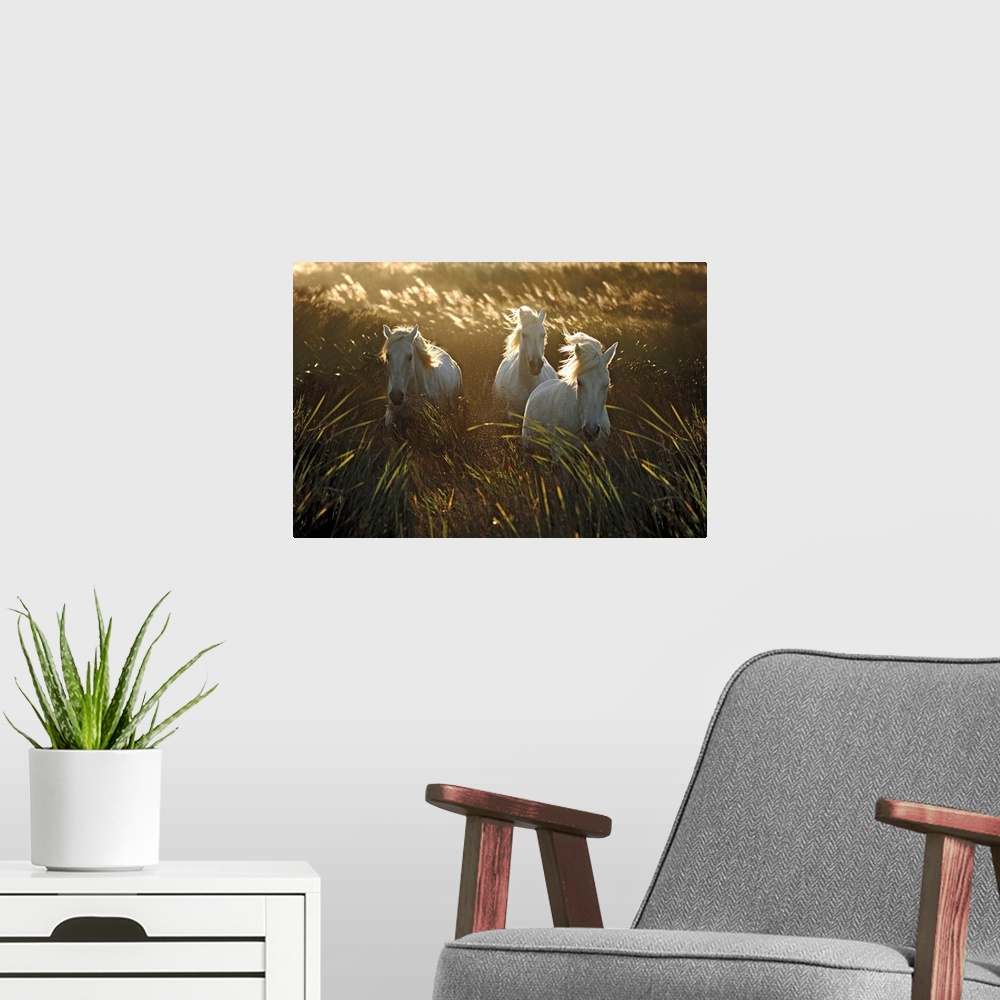 A modern room featuring Photograph of three white horse walking through a field of tall grass as the wind blows.