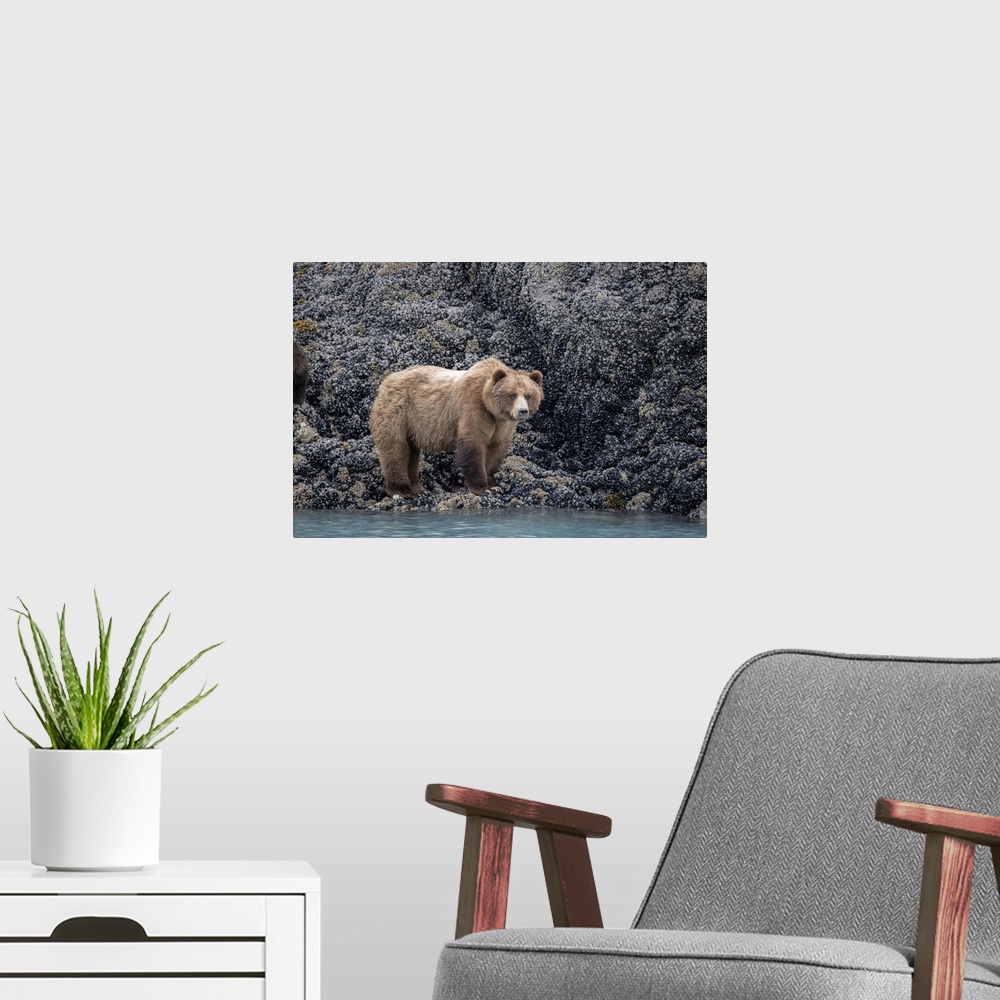 A modern room featuring A Brown Bear Looking For Food At Low Tide, Muir Inlet, Glacier Bay