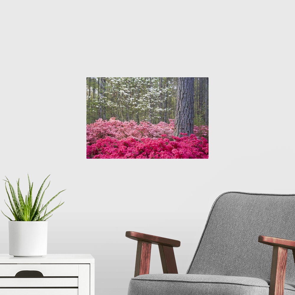 A modern room featuring USA, Georgia, Pine Mountain. A mixture of dogwood and azaleas in the garden.