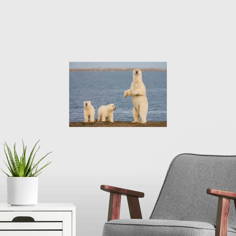 A modern room featuring A pair of young polar bear cubs look around the beach on the Beaufort Sea while their mother stan...