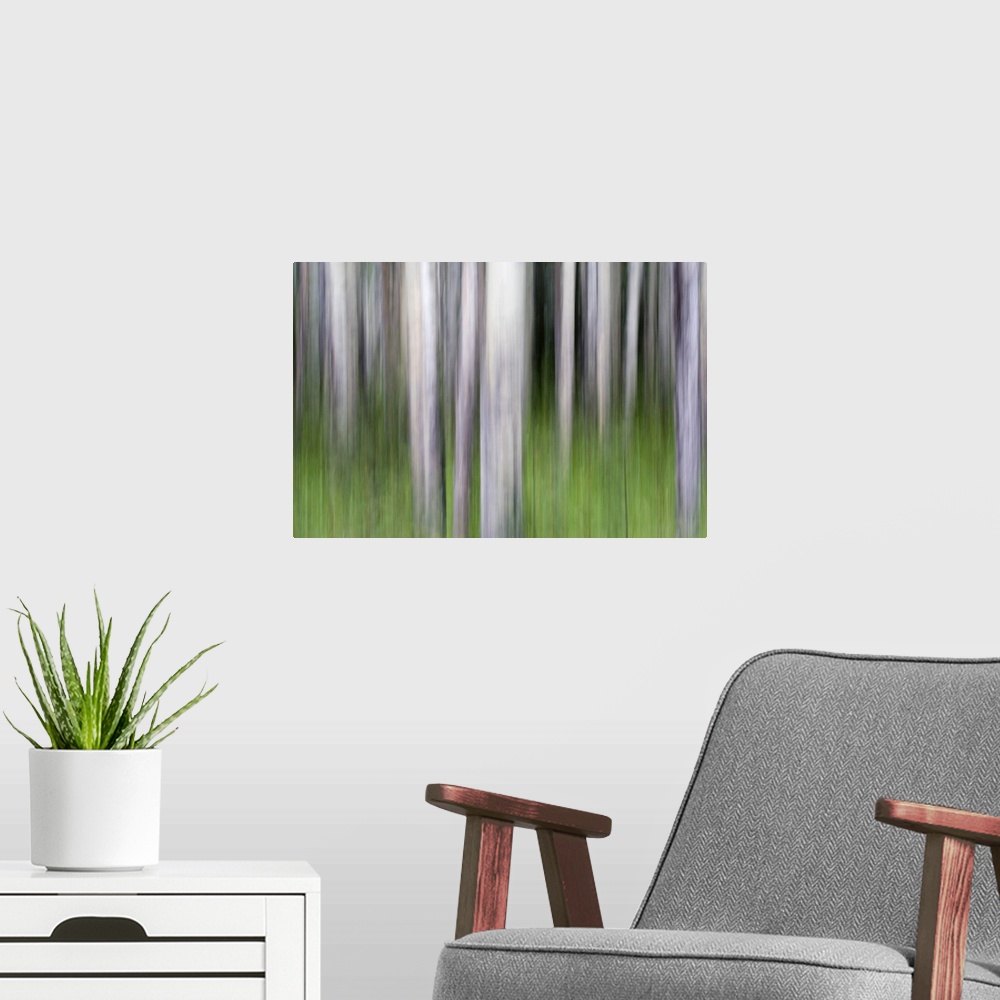 A modern room featuring Abstract image of aspen trees in Glacier National Park.