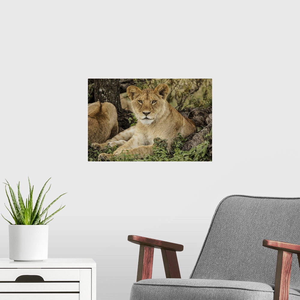 A modern room featuring Sub adult lion resting in shade of tree with rest of the pride, Serengeti national park, Tanzania...