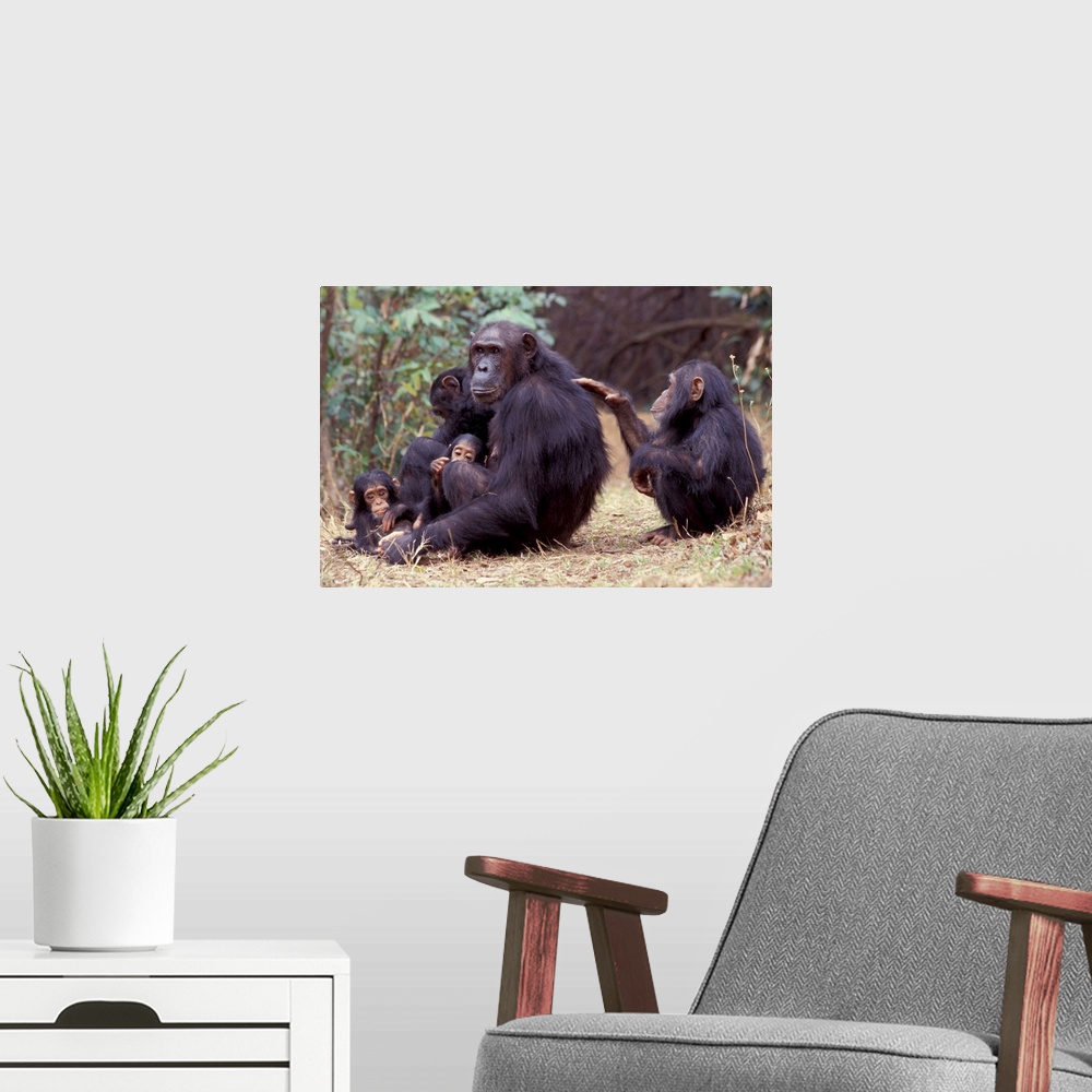 A modern room featuring Africa, Tanzania, Gombe NP Infant female chimpanzee (Pan troglodytes) grooms her mother.