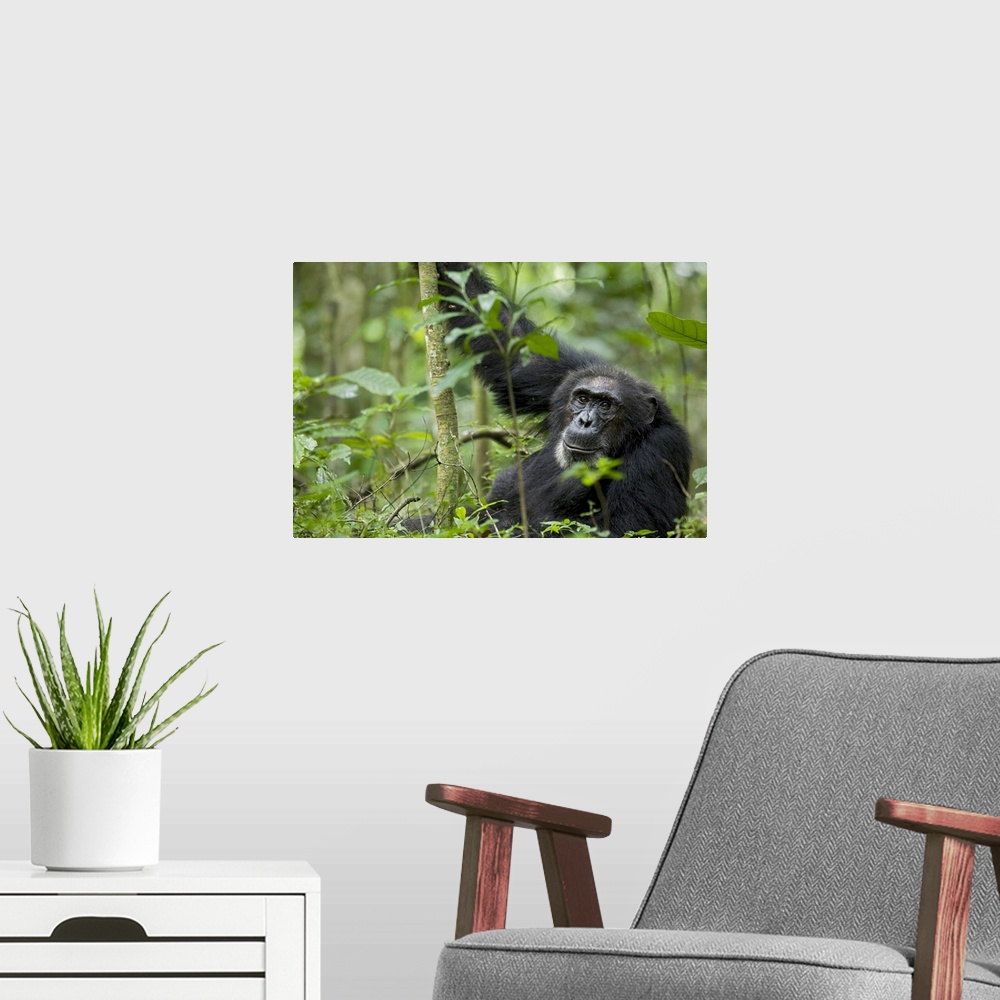 A modern room featuring Africa, Uganda, Kibale National Park, Ngogo Chimpanzee Project. A wild male chimpanzee stares, hi...