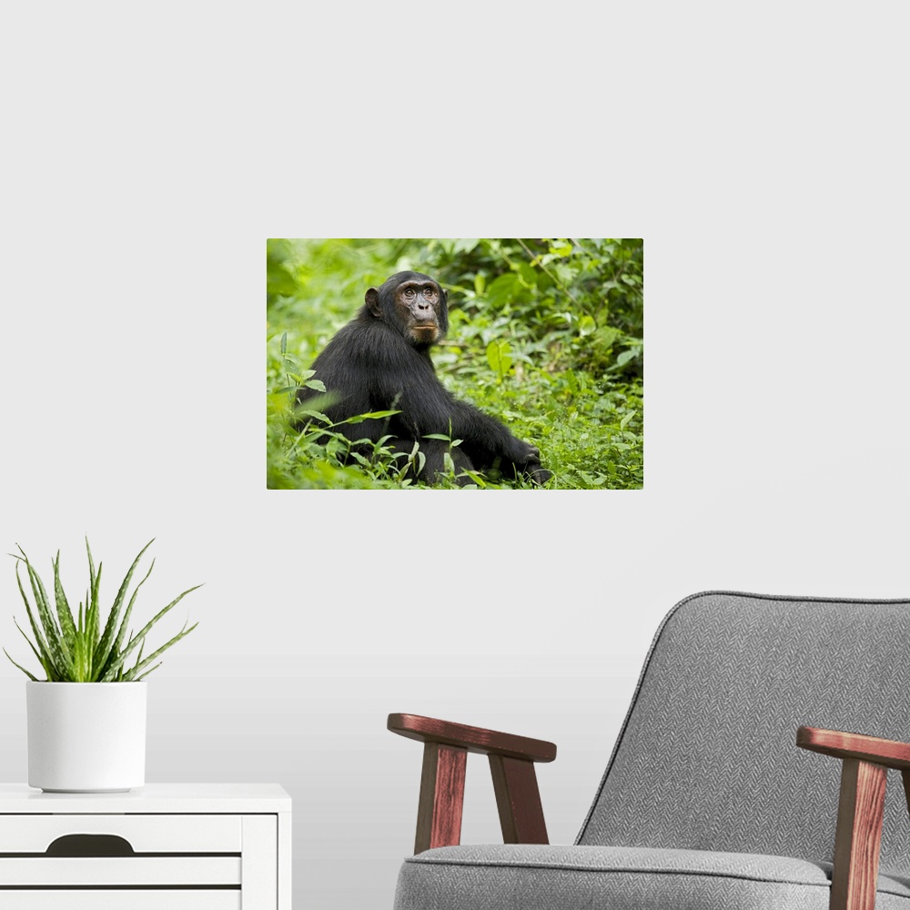 A modern room featuring Africa, Uganda, Kibale National Park, Ngogo Chimpanzee Project.  A young adult chimpanzee relaxes...
