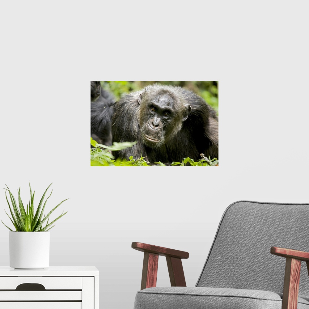 A modern room featuring Africa, Uganda, Kibale National Park, Ngogo Chimpanzee Project.  A male chimpanzee relaxes as he ...