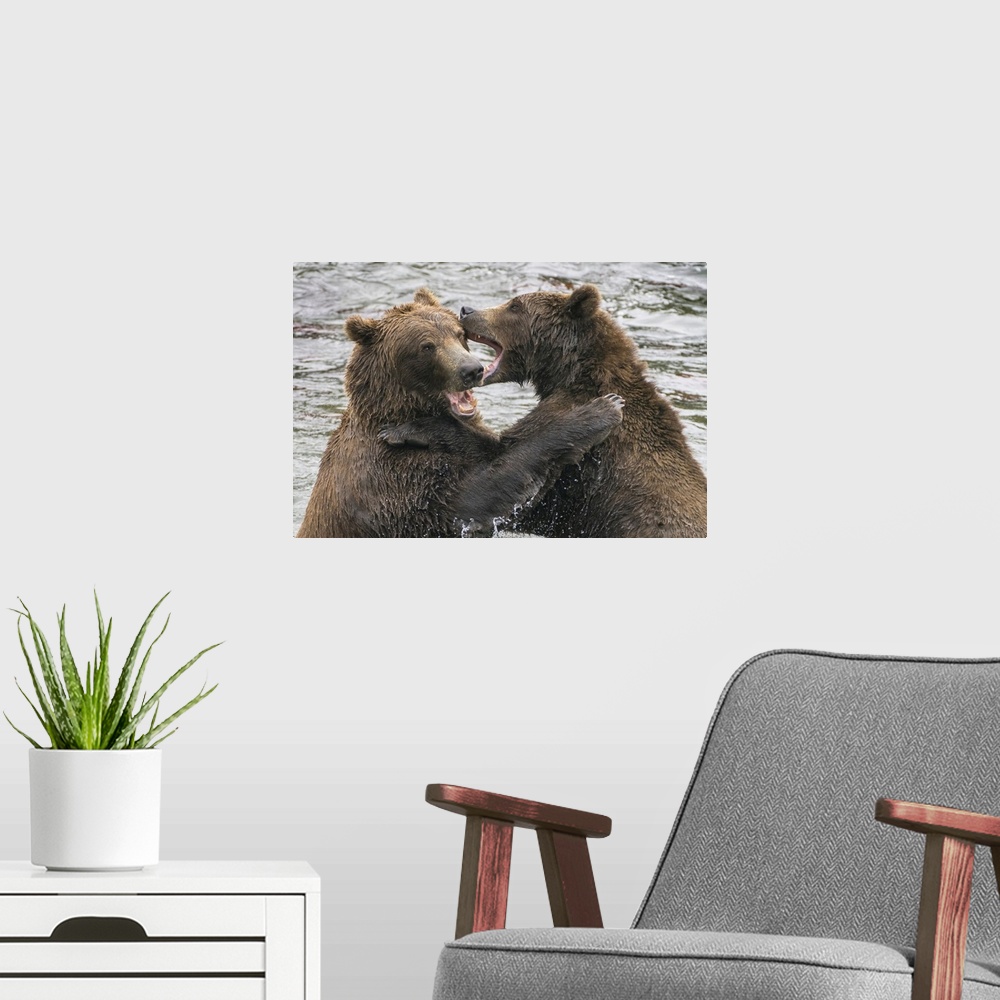 A modern room featuring Alaska, Brooks Falls, Two Young Grizzly Bears Playing