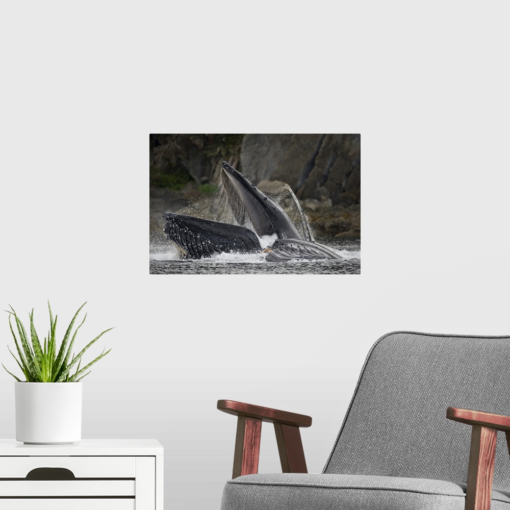 A modern room featuring USA, Alaska, Hoonah, close-up of Humpback Whale (Megaptera novaengliae) lunging from water while ...