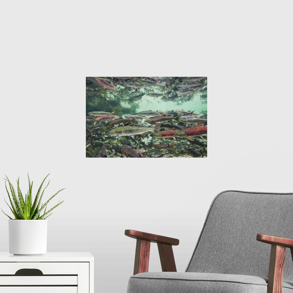 A modern room featuring USA, Alaska, Katmai National Park. Underwater view of spawning Chum and Red Salmon in stream near...