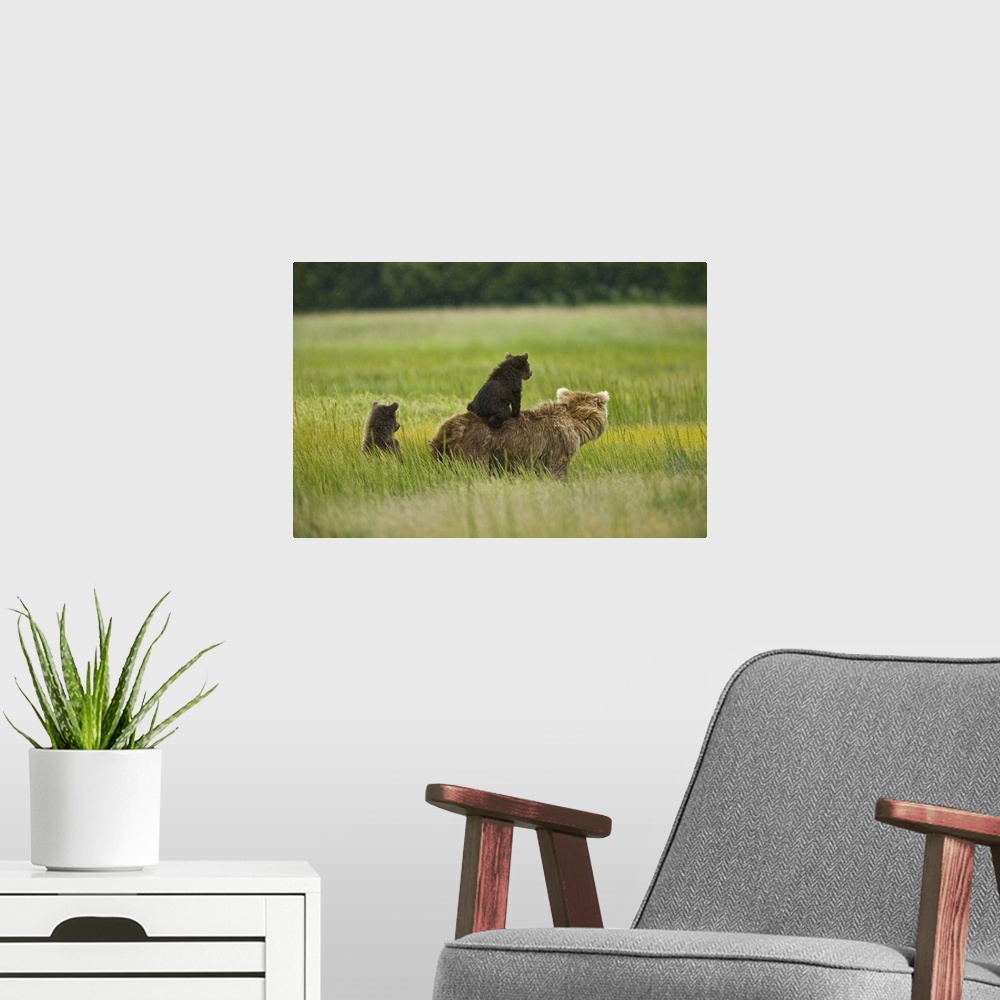 A modern room featuring USA, Alaska, Lake Clark National Park. A mother grizzly and her cubs scout for pending danger in ...