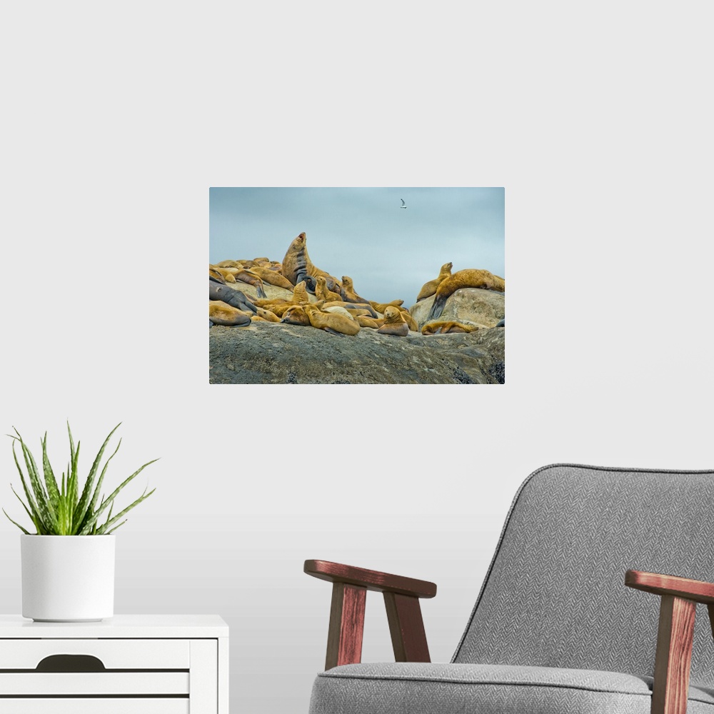 A modern room featuring Alaska, Steller Sea Lions relaxing on a rock in Glacier Bay National Park and Preserve.