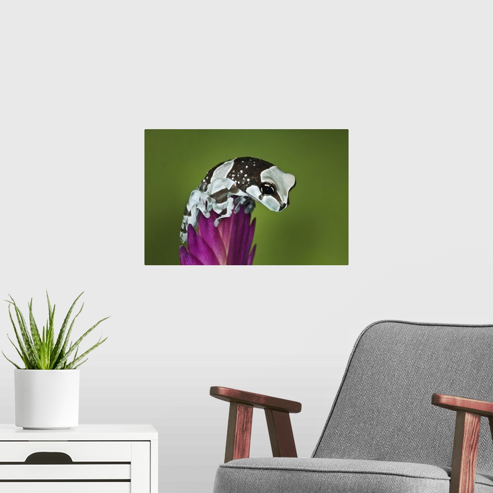 A modern room featuring Milk Frog, Trachycephalus resinifictrix