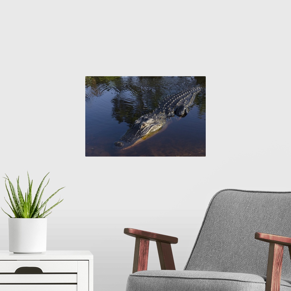 A modern room featuring American alligator, Okefenokee National Wildlife Refuge, Florida
